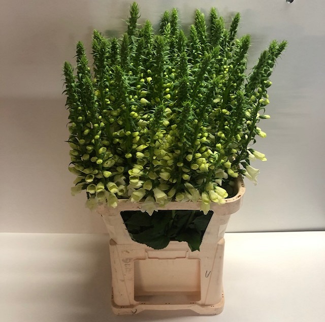 Digitalis camelot white.jpg